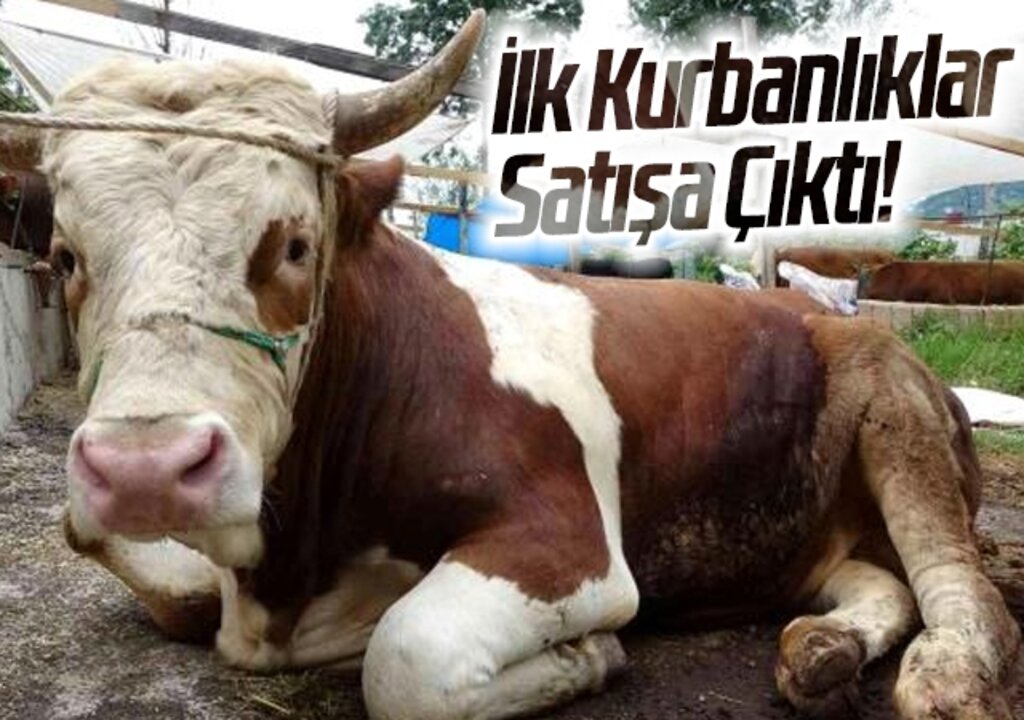 İlk Kurbanlıklar Satışa Çıktı!
