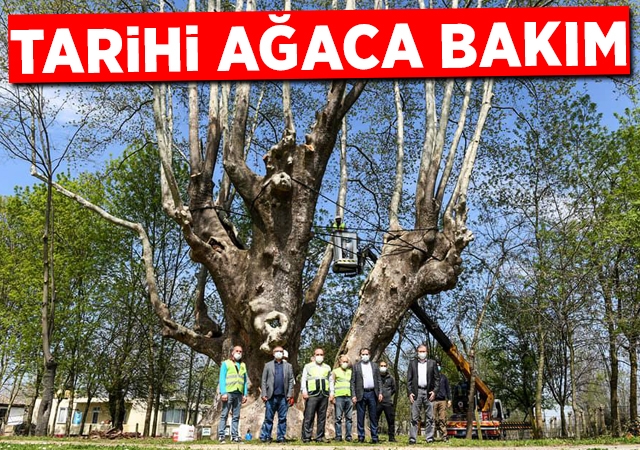 Tarihi ağaca bakım