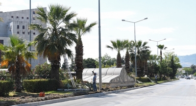 Atatürk Bulvarı’nda palmiye ağaçlarına bakım