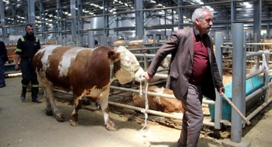 Kurban Bayramı öncesi satıcılar hayvan pazarında yerini aldı