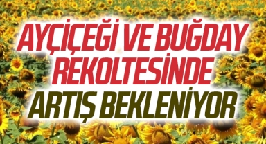 Ayçiçeği Ve Buğday Rekoltesinde Artış Bekleniyor