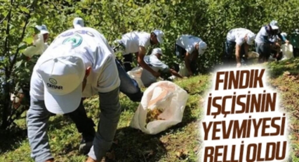 Fındık işçisinin yevmiyesi belli oldu