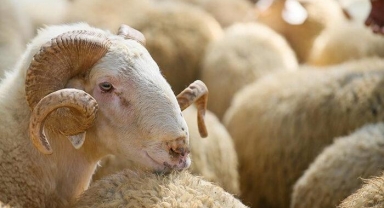 Kurban Bayramı arefe günü ne zaman? 2022 Kurban Bayramı ne zaman, bayram tatili kaç gün?