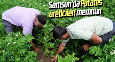Samsun'da Patates üreticileri memnun