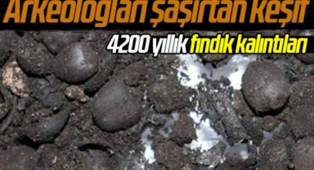 Arkeologları şaşırtan keşif: 4200 yıllık fındık kalıntıları bulundu
