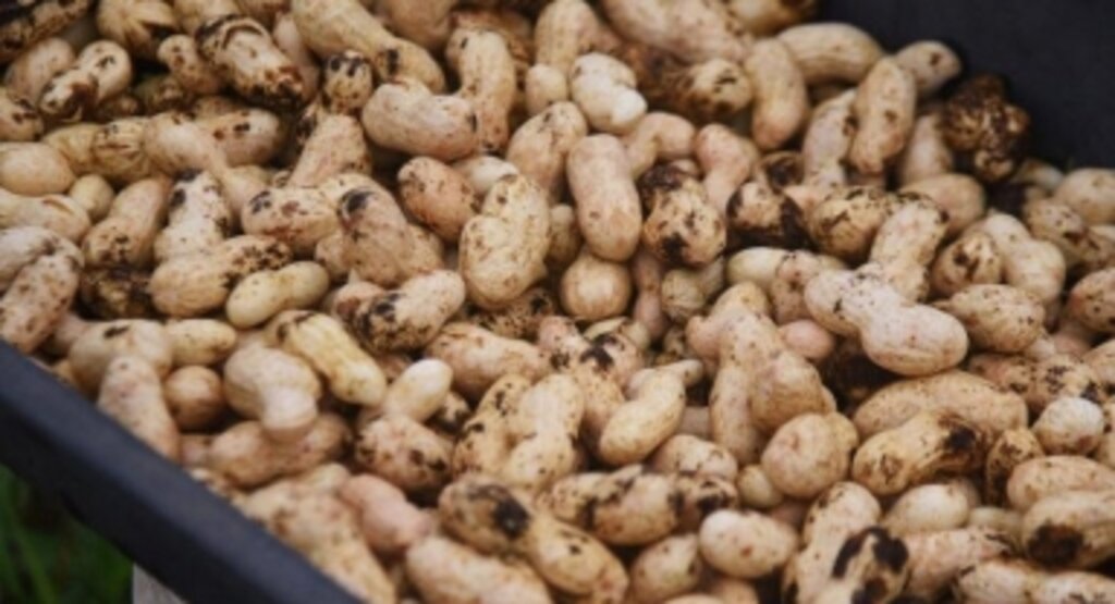 İştahı bastırır, göbek yağını eritir, iç organlardaki yağları parçalar... Her gün bir avuç tüketin