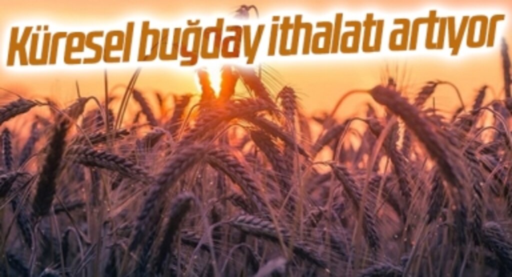 Küresel buğday ithalatı artıyor