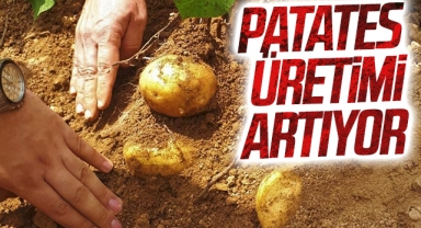 Patates Üretimi Artıyor