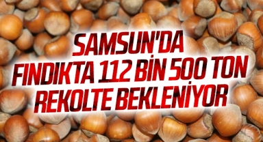 Samsun'da fındıkta 112 bin 500 ton rekolte bekleniyor