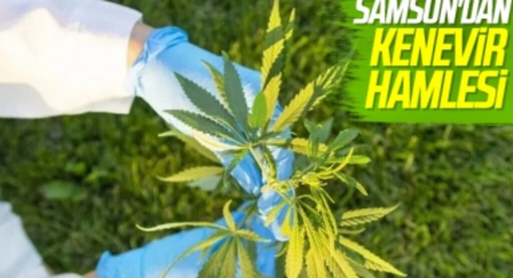 Samsun'dan kenevir hamlesi