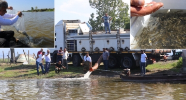 Samsun Sularına Rekor Sayıda Sazan Balığı Yavrusu Bırakıldı