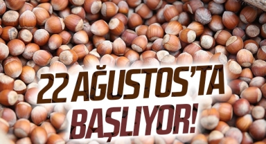TMO fındık alımlarına 22 Ağustos'ta başlayacak