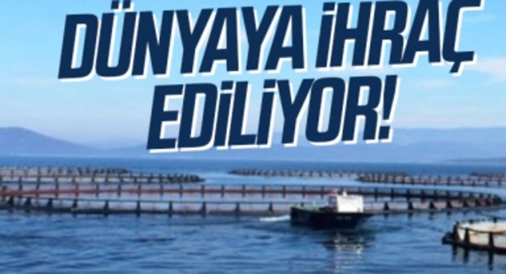 Türkiye'den Dünyaya İhraç Ediliyor