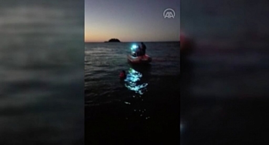 Giresun'da sığ suda sıkışan yunus kurtarılarak denize bırakıldı