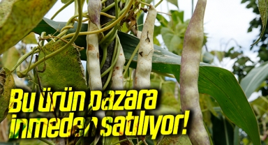 Samsun'un Nebiyan fasulyesi pazara inmeden tarladan satılıyor