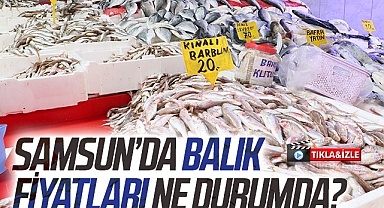 Tezgahlarda mezgit, barbunya ve istavrit bolluğu yaşanıyor
