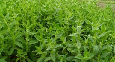 Yöneticilik kariyerini bırakan kimyager, köyünde tıbbi ve aromatik bitki üretiyor