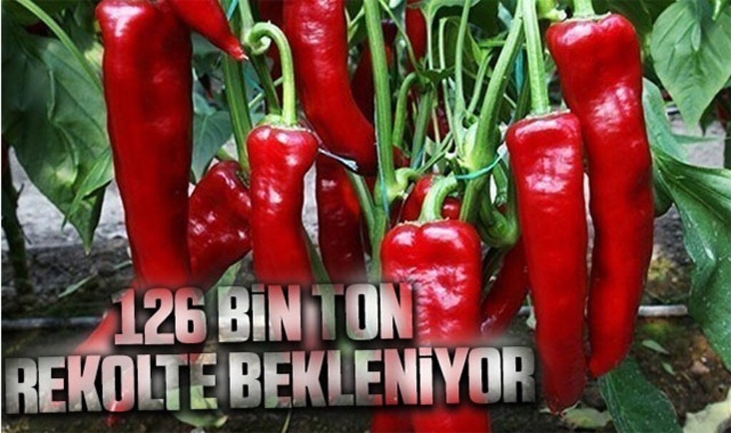 Bafra Ovası'nda kapya biberden 126 bin ton rekolte bekleniyor