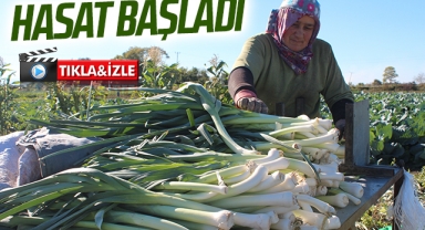 Bafra Ovası'nda pırasa hasadına başlandı