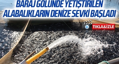 Baraj gölünde yetiştirilen alabalıkların denize sevki başladı