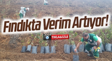 Fındıkta Verim Artıyor!