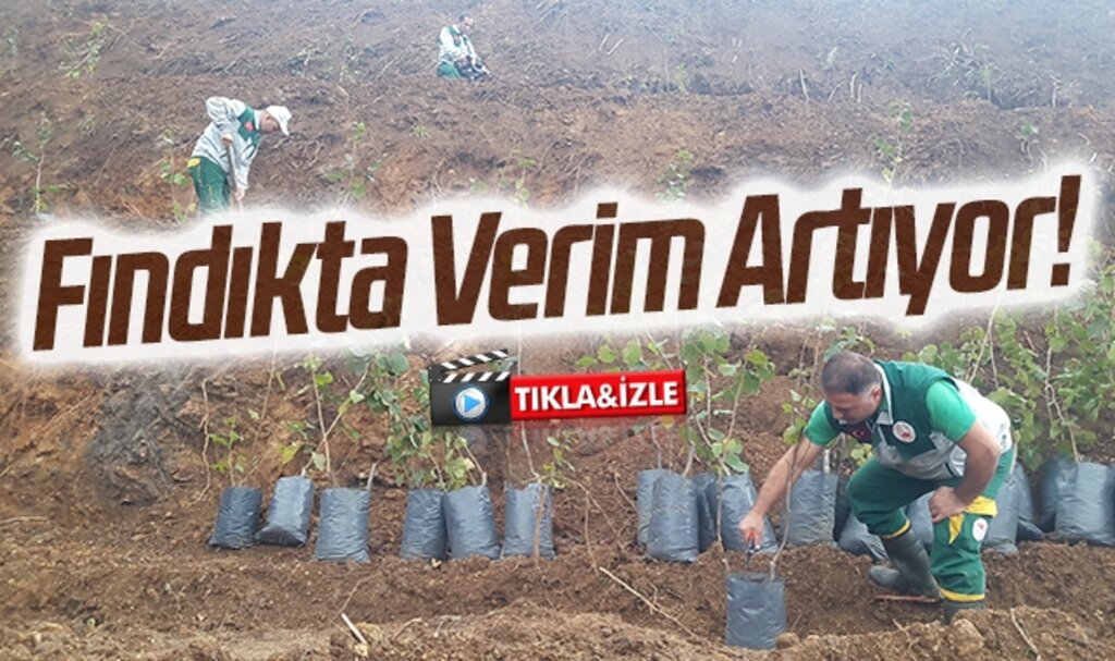 Fındıkta Verim Artıyor!