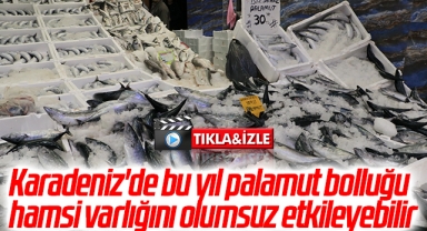 Karadeniz'de bu yıl palamut bolluğu hamsi varlığını olumsuz etkileyebilir