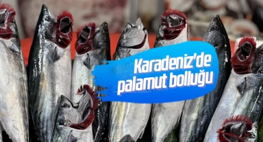 Karadeniz'de palamut bolluğu: 15 lirayla 45 lira arasında satılıyor