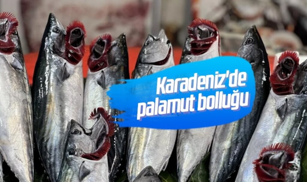 Karadeniz'de palamut bolluğu: 15 lirayla 45 lira arasında satılıyor