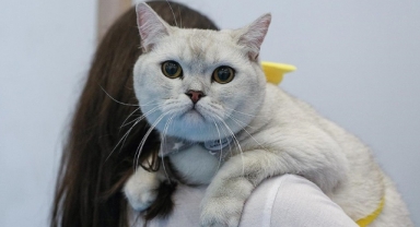 Kedi ve Köpeklerin Kimliklendirilebilmesi İçin Son Tarih 31 Aralık