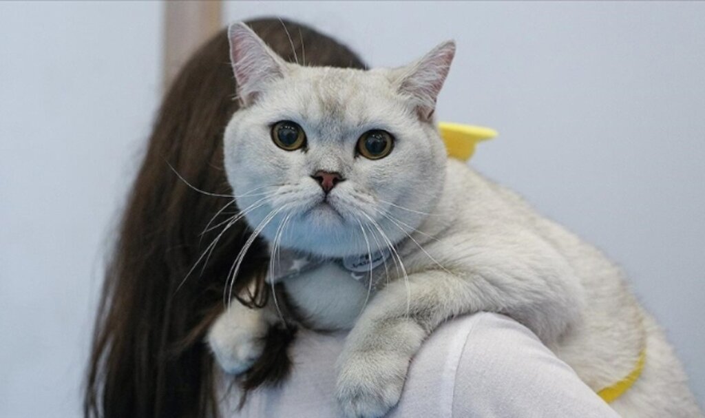 Kedi ve Köpeklerin Kimliklendirilebilmesi İçin Son Tarih 31 Aralık