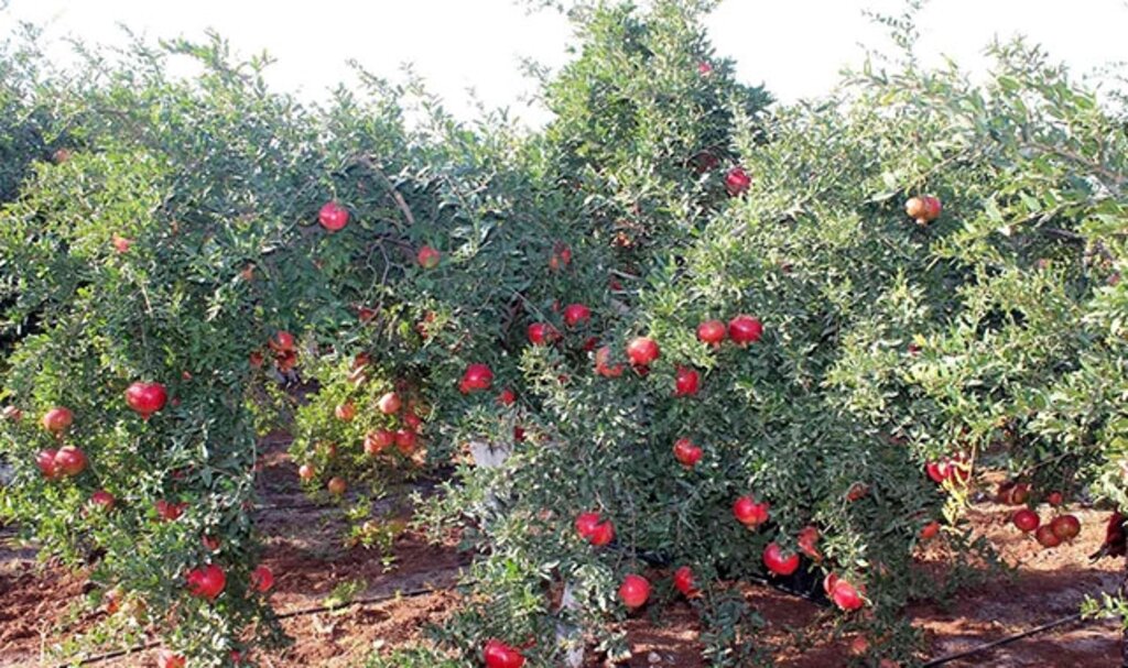 Kilis'te nar hasadına başlandı