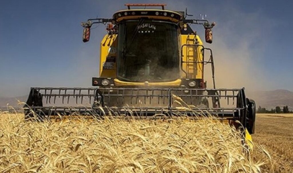 Kuraklığa, soğuğa ve hastalığa dayanıklı tritikale geliştirilecek