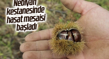Nebiyan Kestanesinde Hasat Mesaisi Başladı
