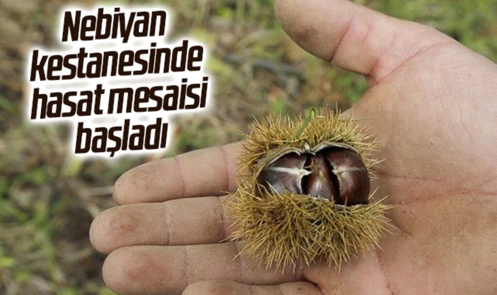 Nebiyan Kestanesinde Hasat Mesaisi Başladı