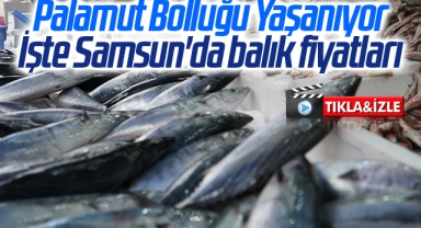 Palamut Bolluğu Yaşanıyor İşte Samsun'da balık fiyatları
