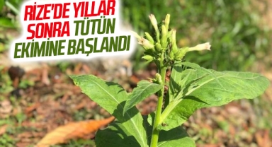 Rize'de yıllar sonra tütün ekimine başlandı