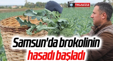 Samsun'da brokolinin hasadı başladı