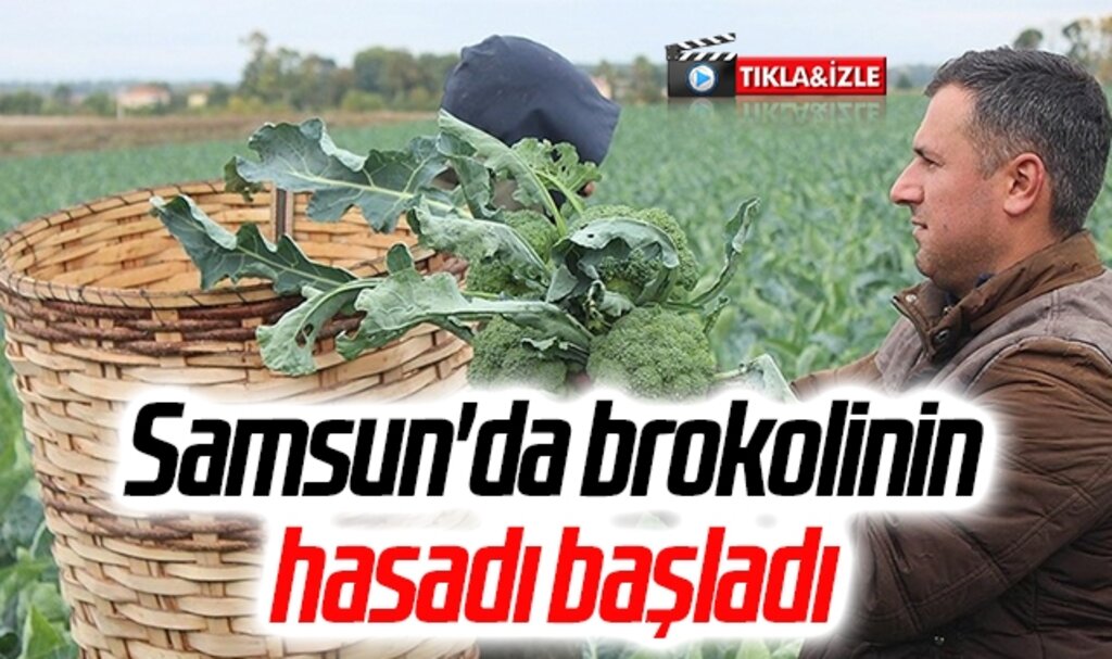 Samsun'da brokolinin hasadı başladı