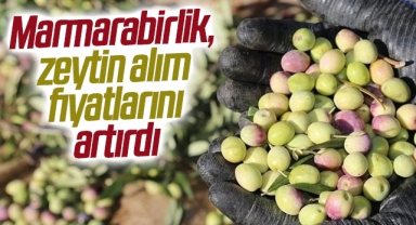 Marmarabirlik, zeytin alım fiyatlarını artırdı
