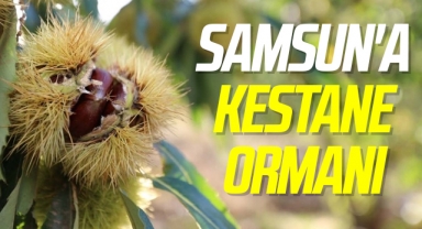 Samsun'a Kestane Ormanı