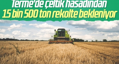 Terme'de çeltik hasadından 15 bin 500 ton rekolte bekleniyor