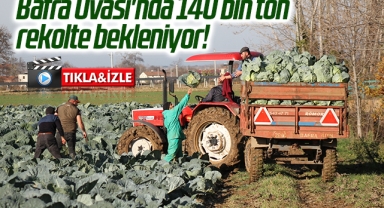 Bafra Ovası'nda 140 bin ton rekolte bekleniyor