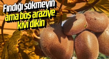 Fındığı sökmeyin ama boş araziye kivi dikin