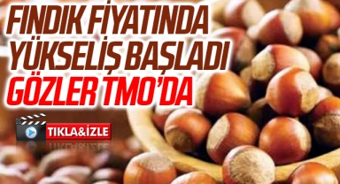 Fındık fiyatında yükseliş başladı istikrar için gözler TMO'ya çevrildi