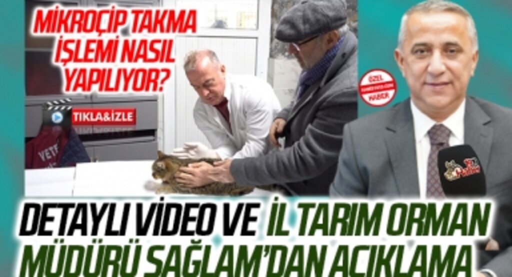 Mikroçip Takma İşlemi Nasıl Yapılır? Samsun İl Tarım ve Orman Müdürü İbrahim Sağlam'dan Açıklama