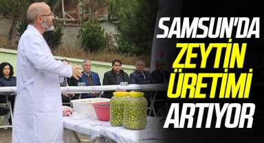 Samsun'da zeytin üretimi artıyor