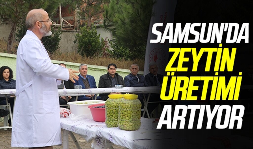 Samsun'da zeytin üretimi artıyor