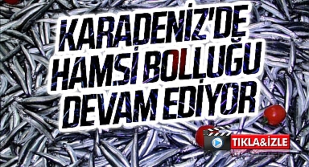 Karadeniz'de hamsi bolluğu devam ediyor