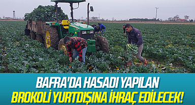 Bafra'da Hasadı Yapılan Brokoli Yurtdışına İhraç Edilecek!